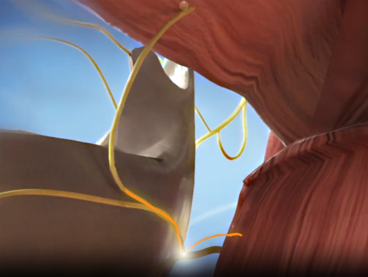 Изображение анатомической схемы нервов в области шеи с желтыми нервными волокнами