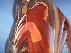 Изображение мышцы плечевого сустава, анатомическая схема с акцентом на внутренней структуре