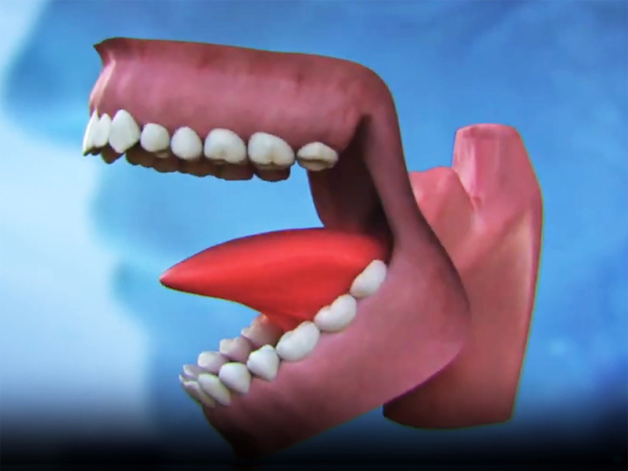 Модель ротовой полости с выделенным ярко красным языком