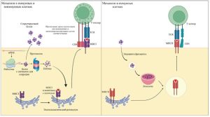 16. механизм часть2