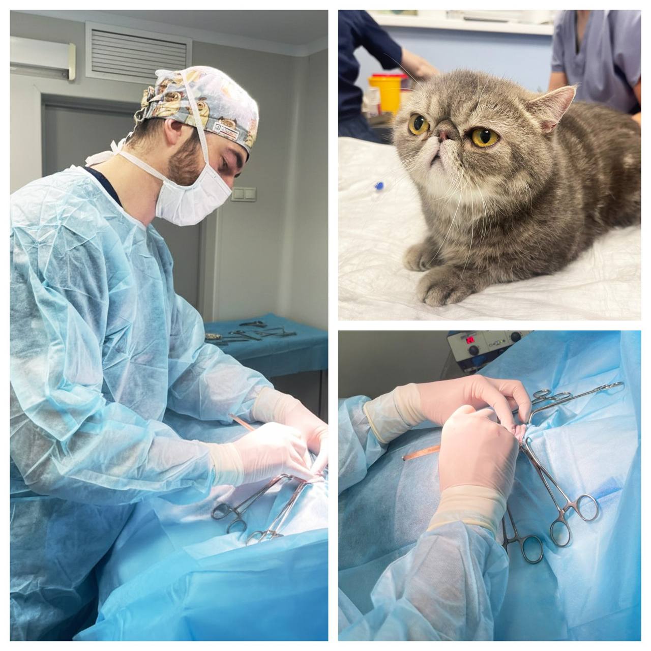 Хирургия в клинике онкологии животных