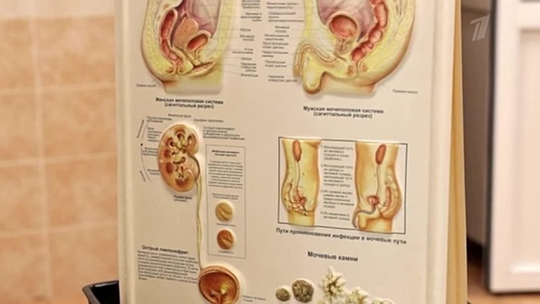 12 marta vo vsem mire otmechaetsja den pochki