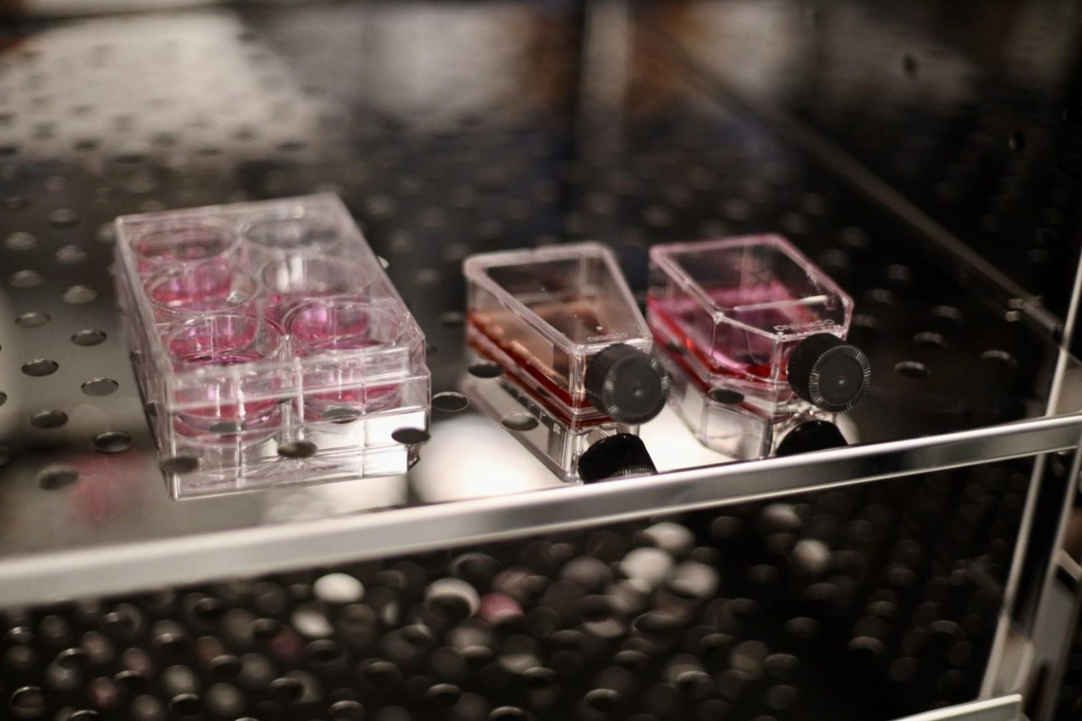 GMP МРНЦ клетки ткани